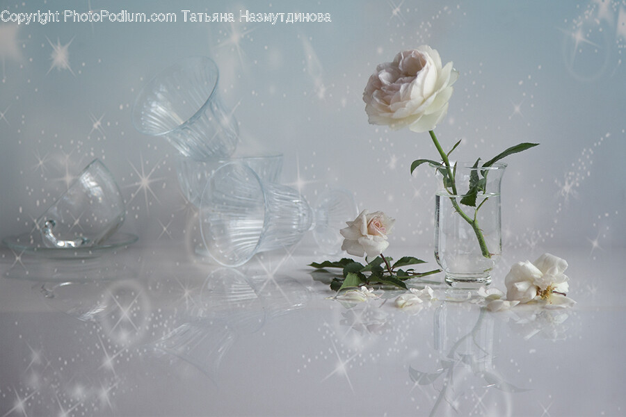 Glass, Plant, Rose, Flower, Blossom