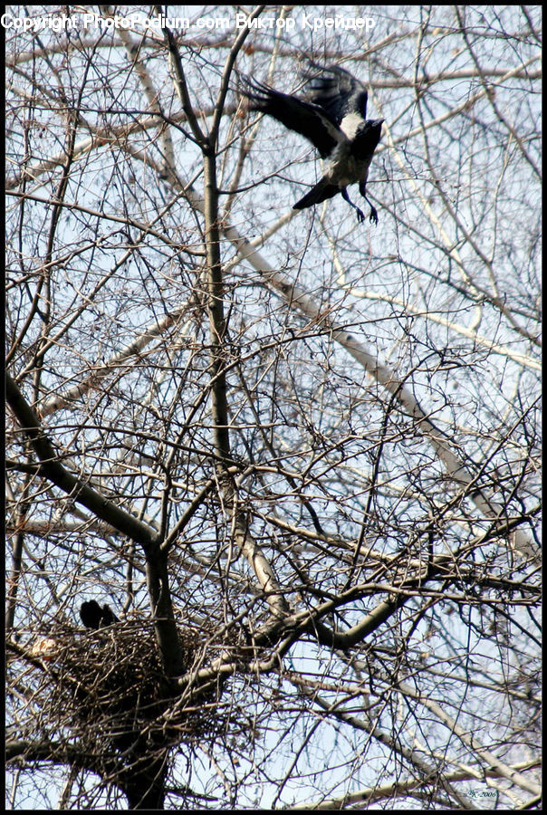 Bird, Blackbird, Crow, Magpie, Jay