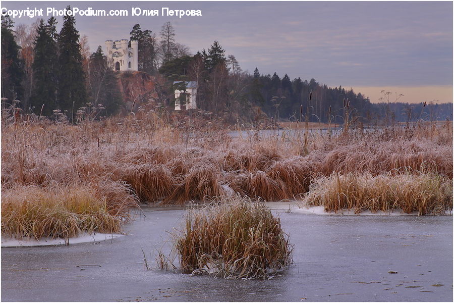 Field, Grass, Grassland, Plant, Land, Marsh, Pond
