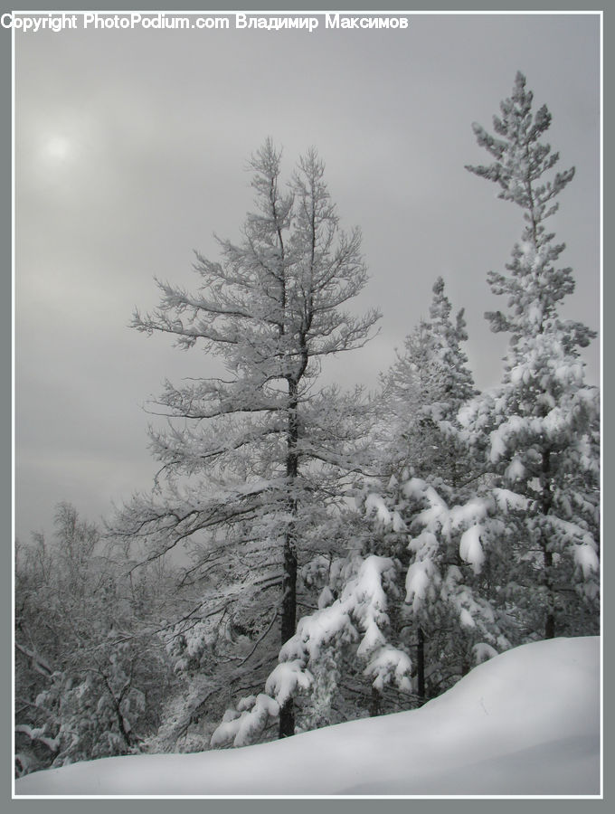 Ice, Outdoors, Snow, Conifer, Fir, Pine, Spruce