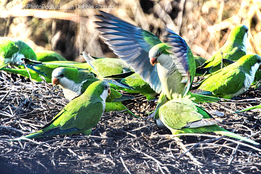 Bird, Animal, Parakeet, Parrot