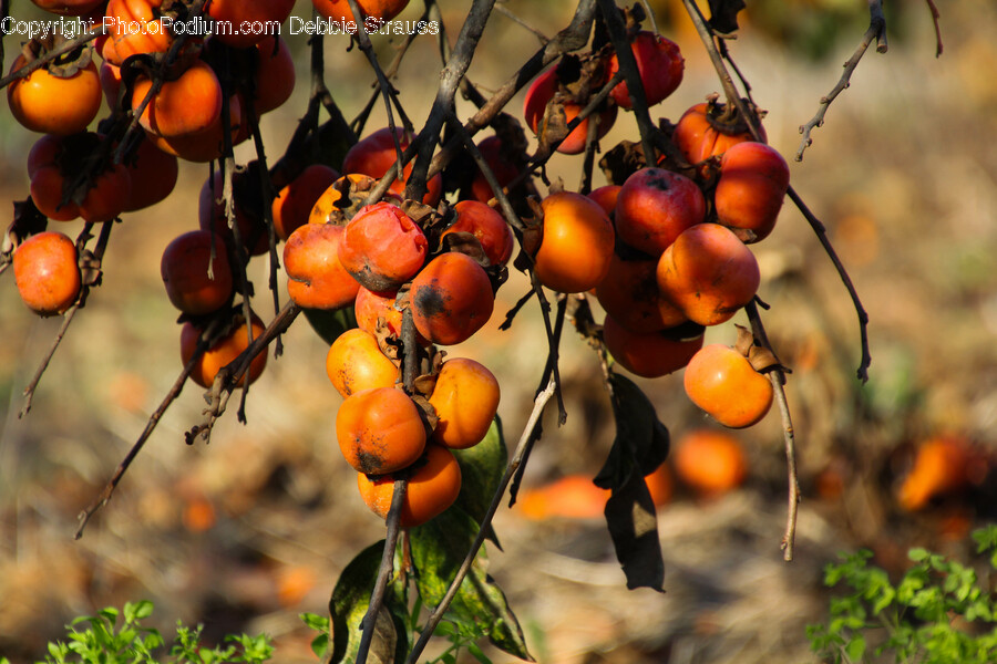Plant, Persimmon, Produce, Fruit, Food