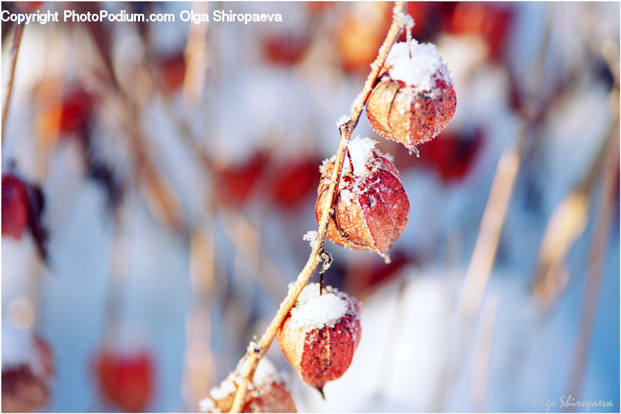 Frost, Ice, Outdoors, Snow, Fruit, Blossom, Flora