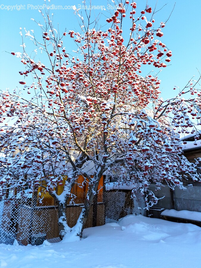 Plant, Outdoors, Nature, Flower, Blossom