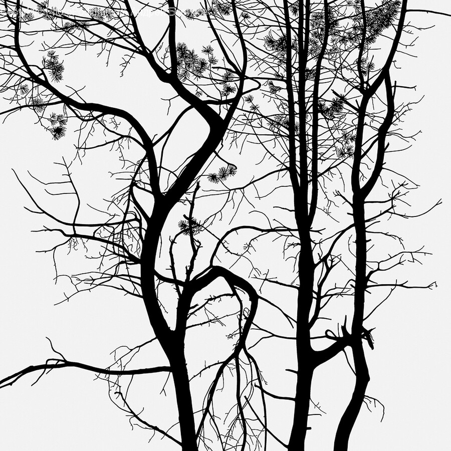 Silhouette, Tree, Plant, Tree Trunk, Stencil