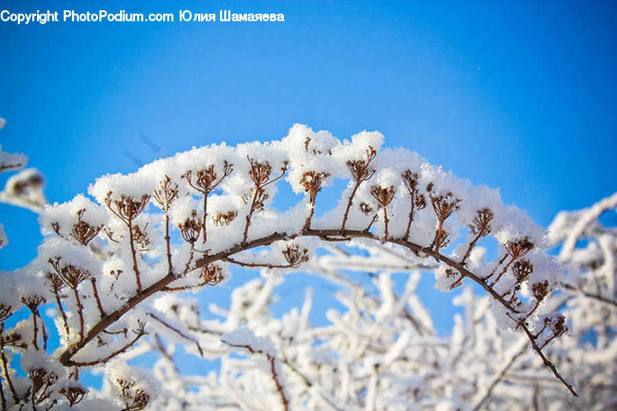 Frost, Ice, Outdoors, Snow, Blossom, Flora, Flower
