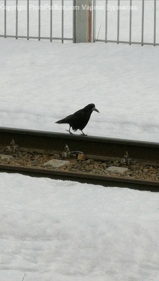 Bird, Animal, Railway, Train Track, Rail