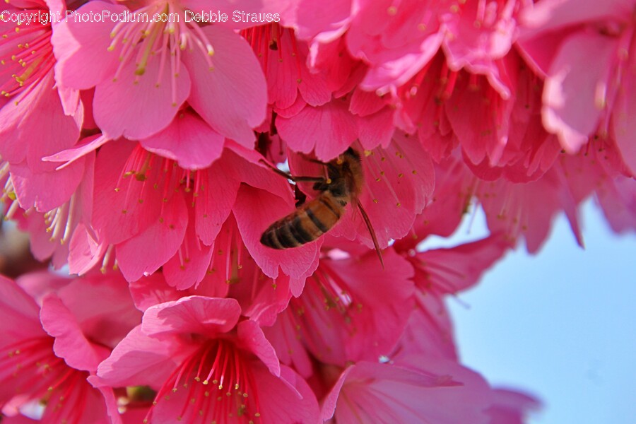 Honey Bee, Animal, Bee, Insect, Invertebrate