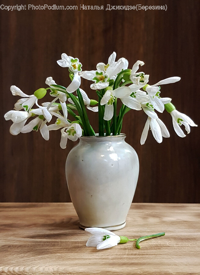 Plant, Flower, Blossom, Flower Arrangement, Vase