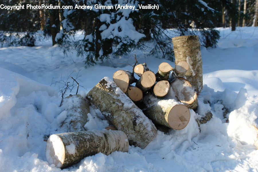 Birch, Tree, Wood, Lumber, Rock, Para Rubber Tree, Plant
