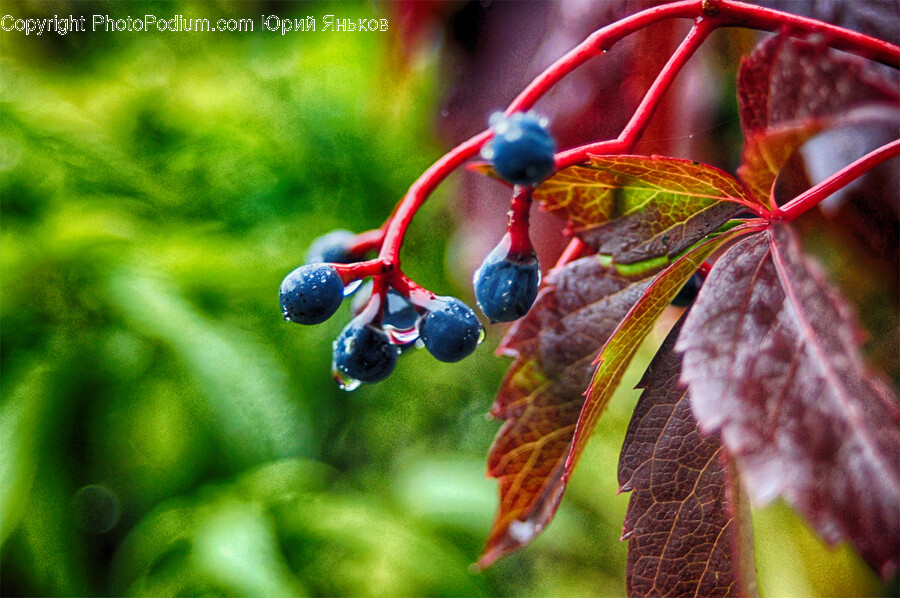 Blueberry, Plant, Fruit, Food, Insect