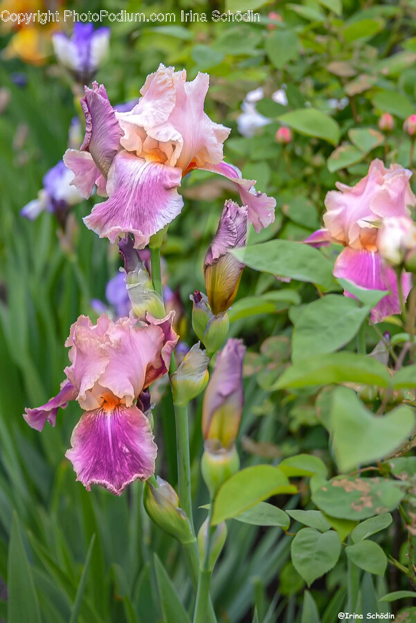 Iris, Plant, Flower, Blossom, Petal