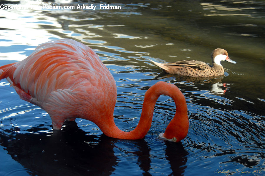 Bird, Flamingo, Flock, Duck, Teal, Waterfowl, Outdoors