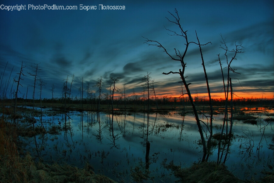 Land, Nature, Outdoors, Water, Swamp