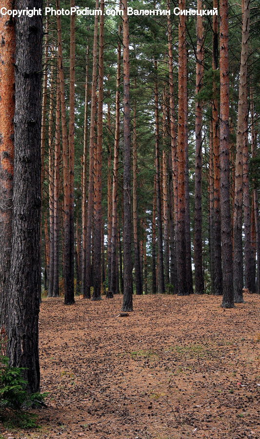 Tree Trunk, Forest, Vegetation, Grove, Land, Conifer, Plant