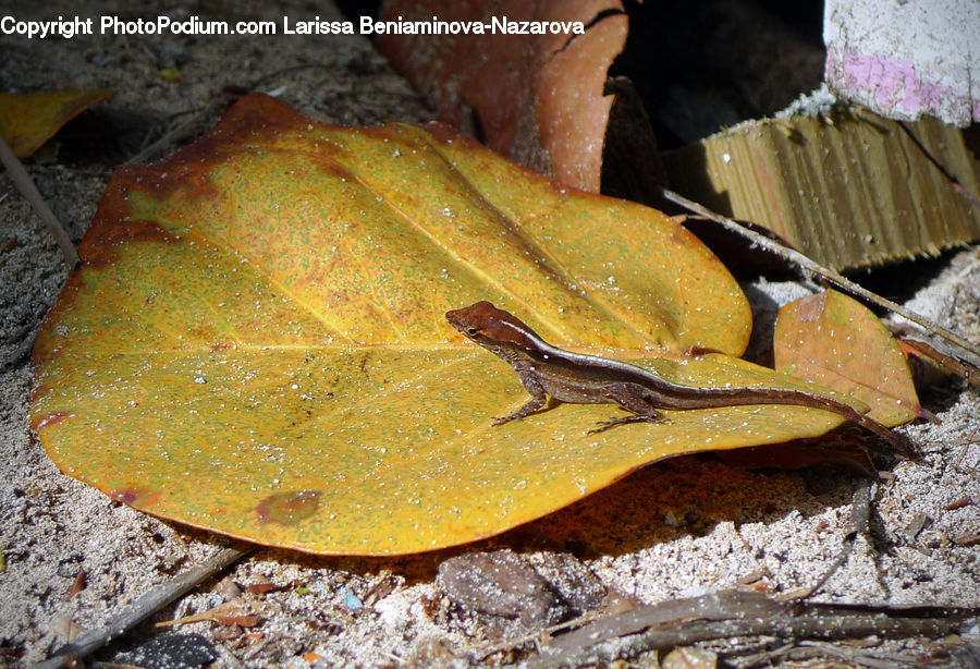 Amphibian, Frog, Wildlife, Salamander, Agaric, Amanita, Fungus