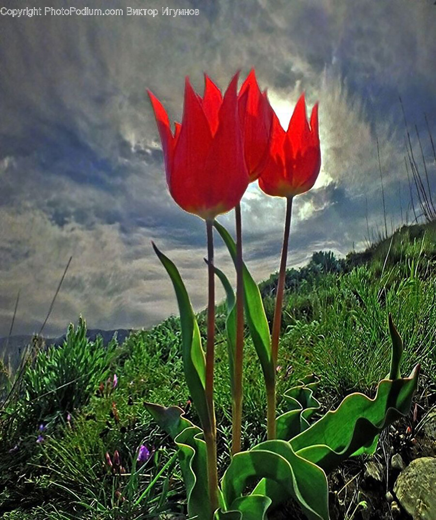 Plant, Tulip, Flower, Blossom, Petal