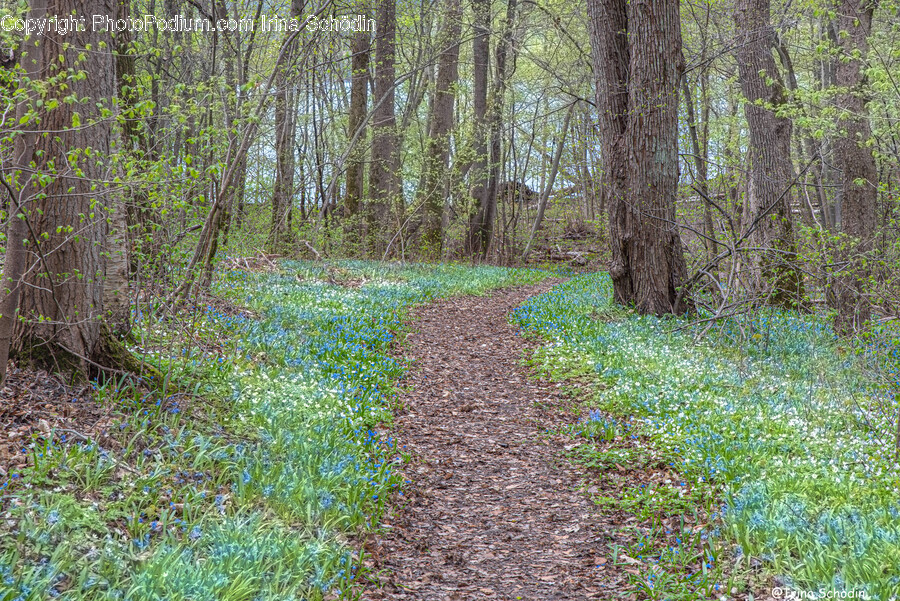 Ground, Path, Trail, Tree, Plant