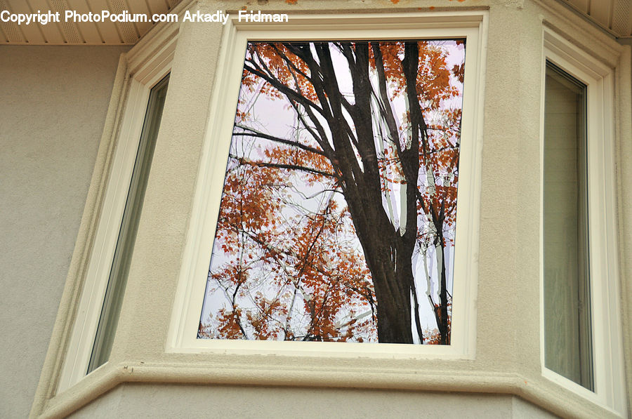 Window, Building, Housing