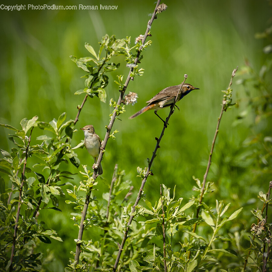 Bird, Animal, Sparrow, Anthus, Vase