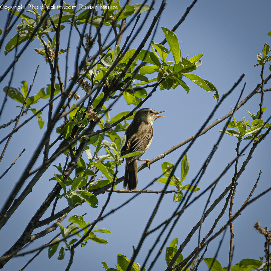 Bird, Animal, Anthus, Sparrow, Finch