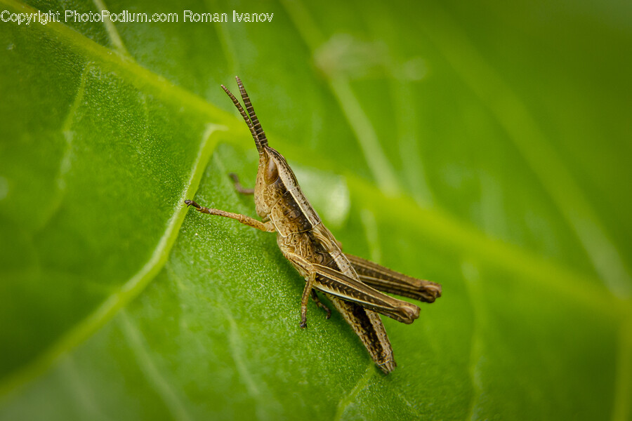 Insect, Invertebrate, Animal, Cricket Insect, Grasshopper