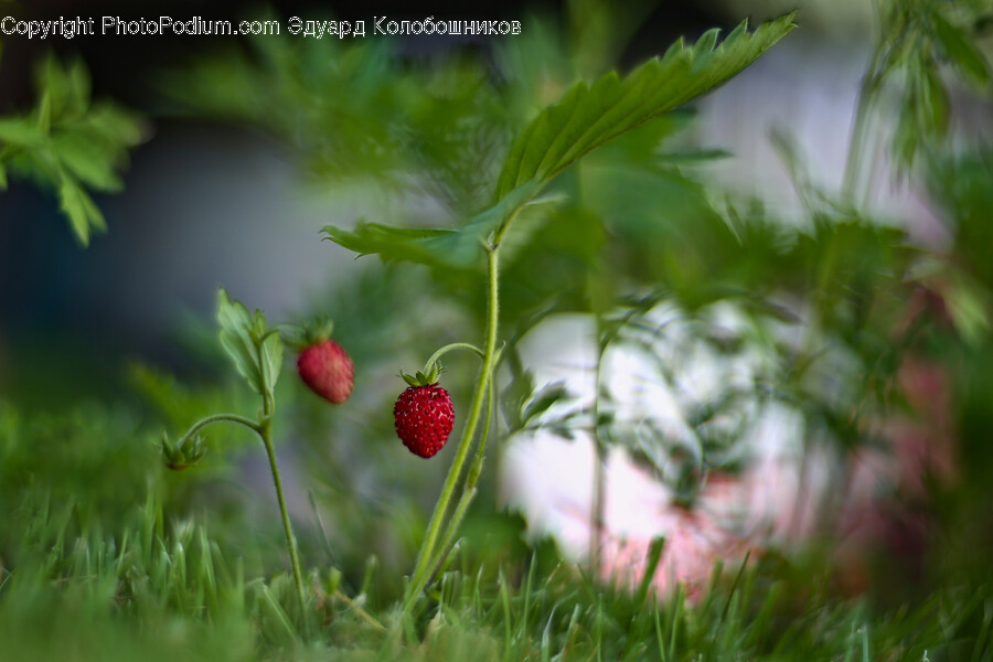 Raspberry, Plant, Fruit, Food, Grass