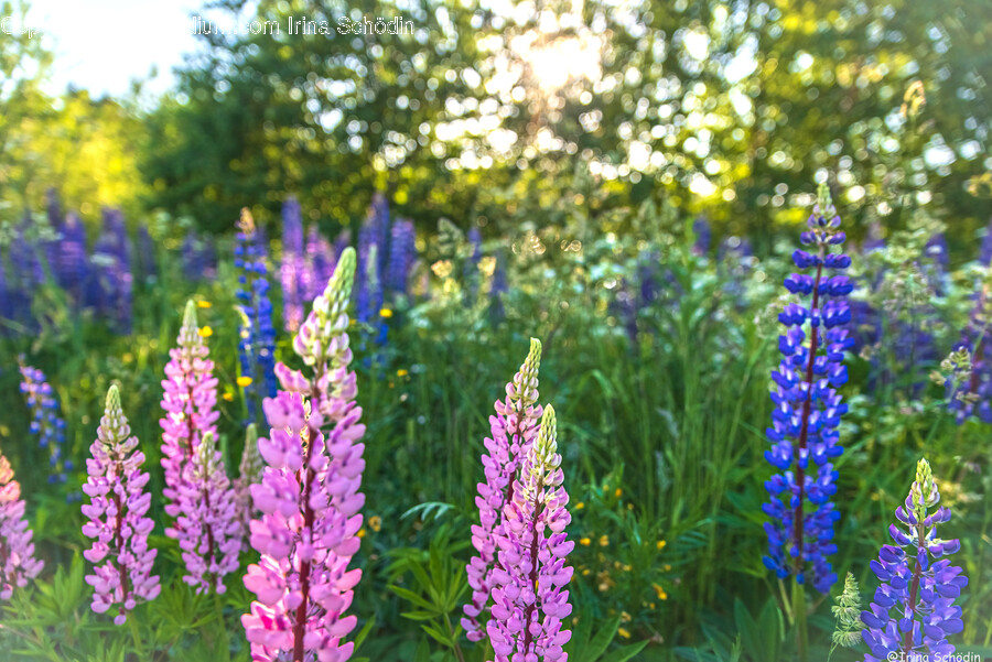 Lupin, Plant, Flower, Blossom