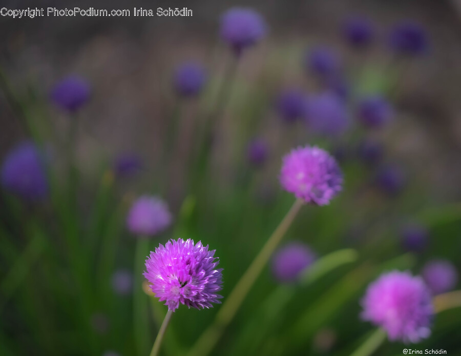 Plant, Flower, Blossom, Purple, Pollen