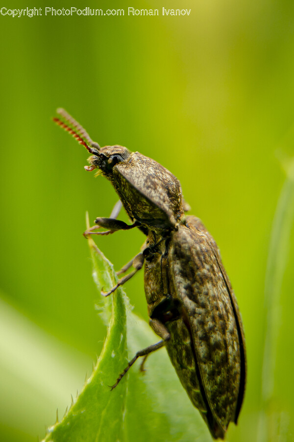 Cricket Insect, Insect, Animal, Invertebrate, Photography