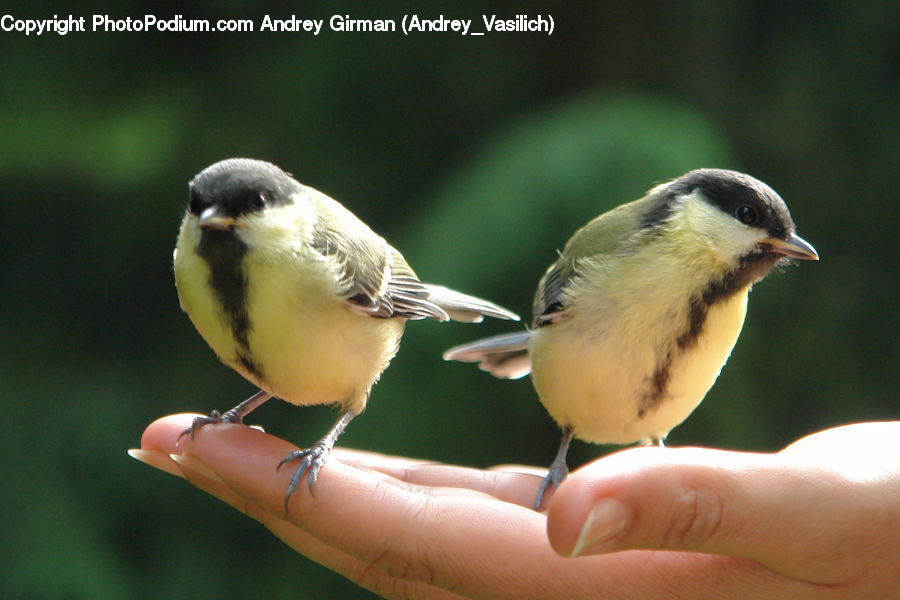 Bird, Finch, Canary
