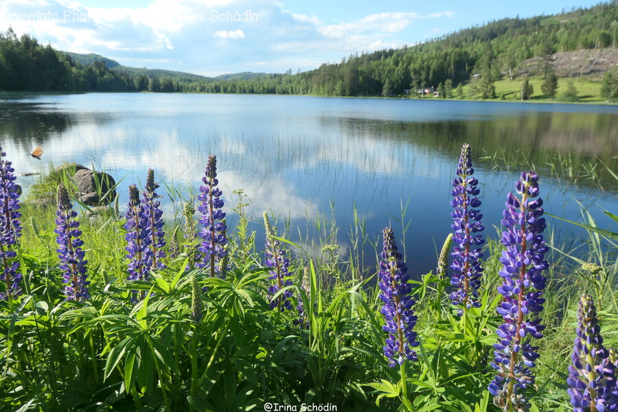 Plant, Lupin, Flower, Blossom, Water