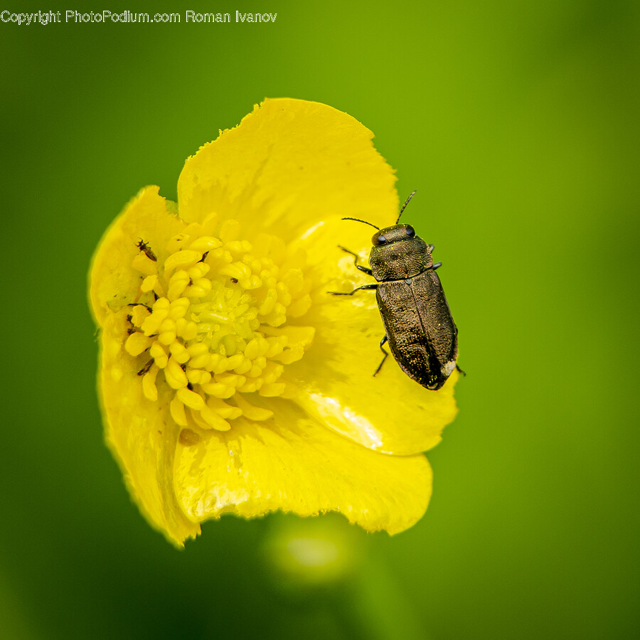 Pollen, Plant, Honey Bee, Bee, Animal