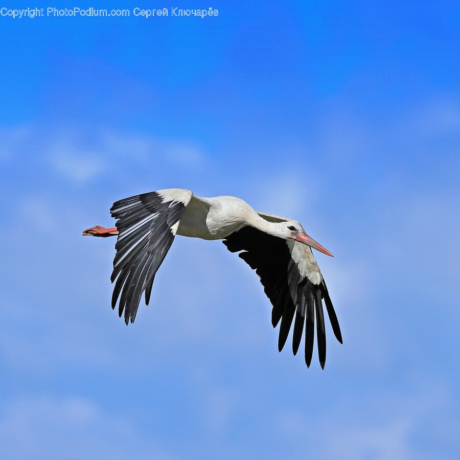 Stork, Bird, Animal, Flying