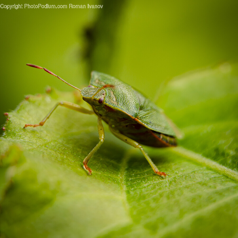Insect, Animal, Invertebrate, Cricket Insect, Leaf