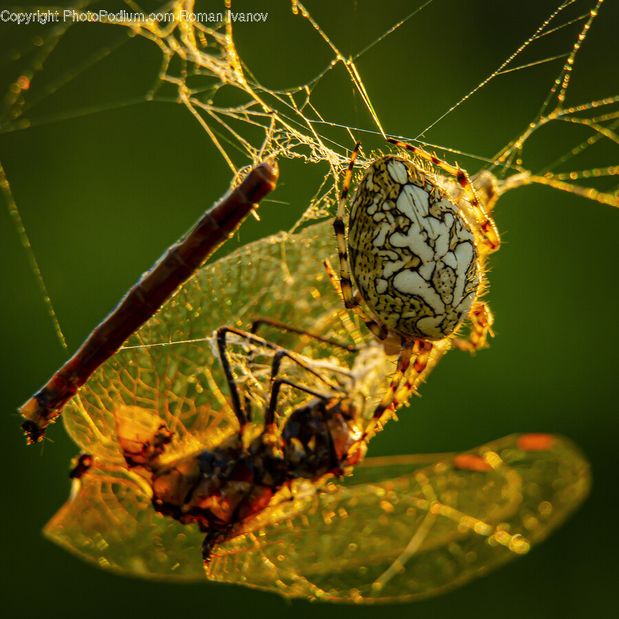 Garden Spider, Animal, Invertebrate, Spider, Insect