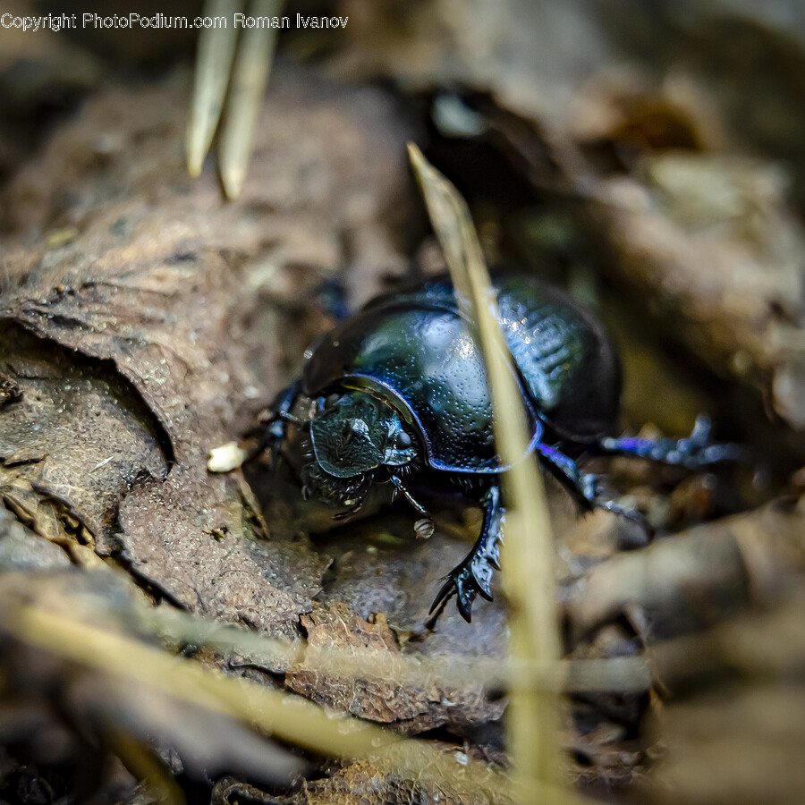 Dung Beetle, Animal, Invertebrate, Insect