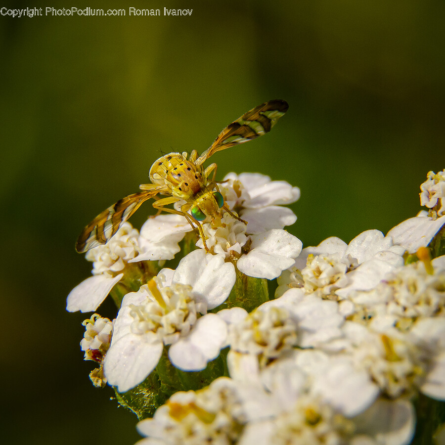 Pollen, Plant, Honey Bee, Bee, Animal