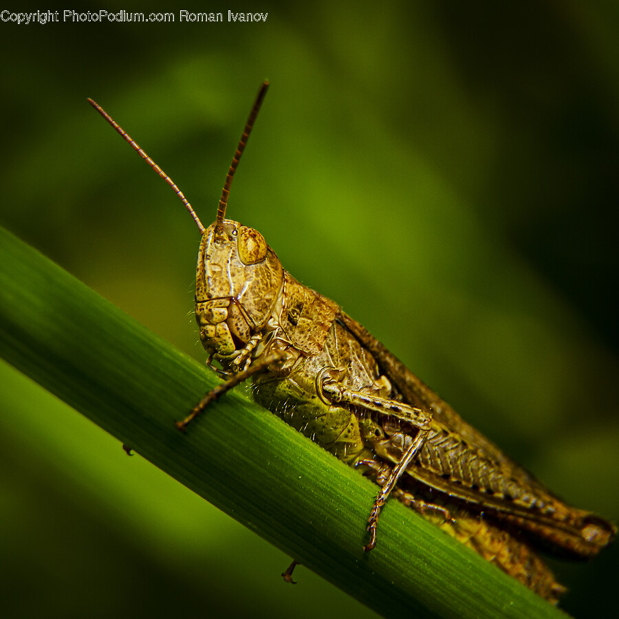 Insect, Animal, Invertebrate, Cricket Insect, Grasshopper