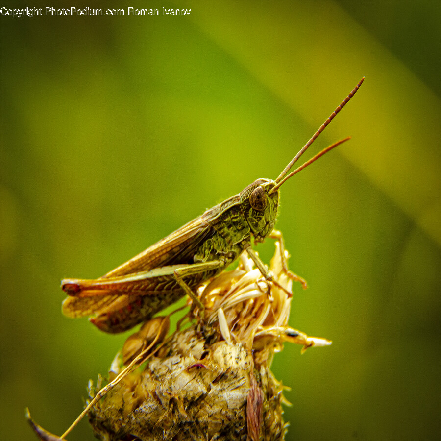 Insect, Invertebrate, Animal, Cricket Insect, Grasshopper