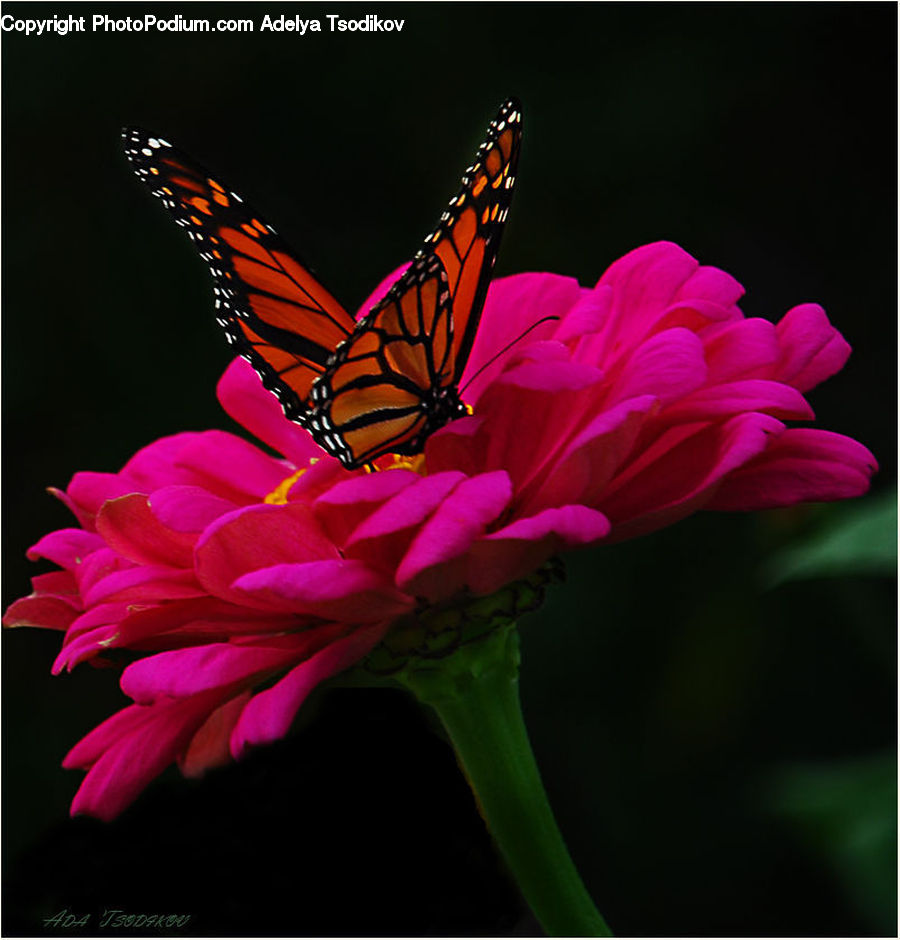 Butterfly, Insect, Invertebrate, Flower, Flower Arrangement, Flower Bouquet, Blossom