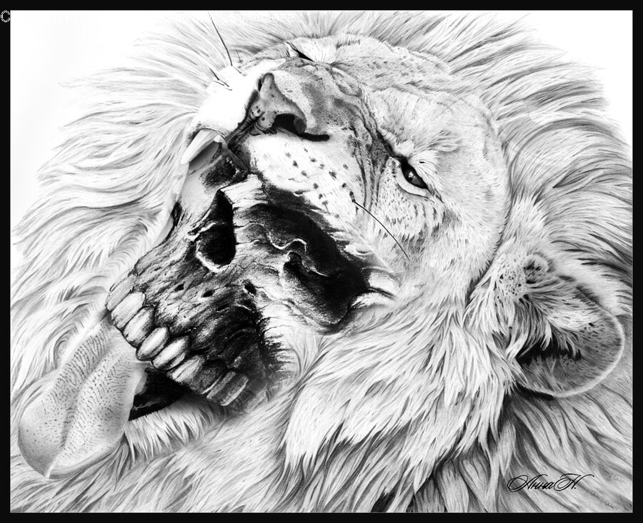 Lion, Mammal, Wildlife, Animal, Drawing