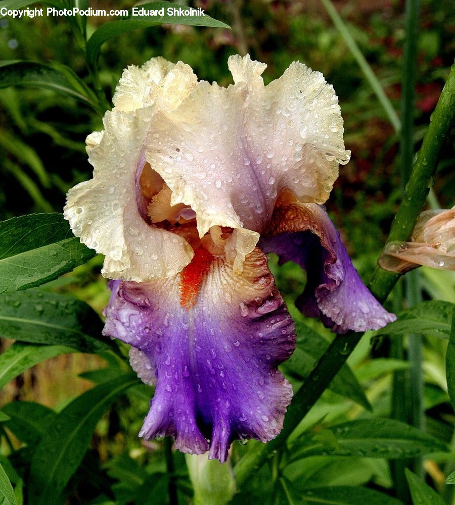 Flora, Flower, Iris, Plant, Gladiolus, Blossom, Petal