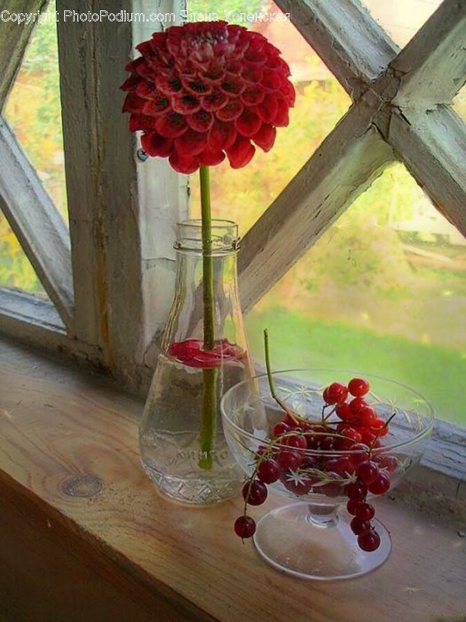 Plant, Glass, Flower, Blossom, Flower Arrangement
