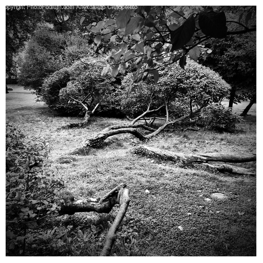 Ground, Tree, Plant, Tree Trunk, Gravel