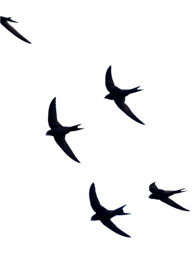 Flying, Bird, Animal, Swallow, Kite Bird