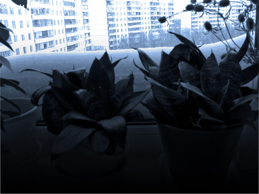 Gift, Flower, Flower Arrangement, Flower Bouquet, Building, Office Building, Cushion