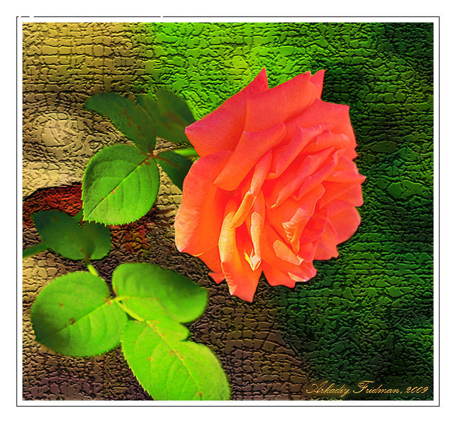 Leaf, Plant, Blossom, Flora, Flower, Geranium, Lily