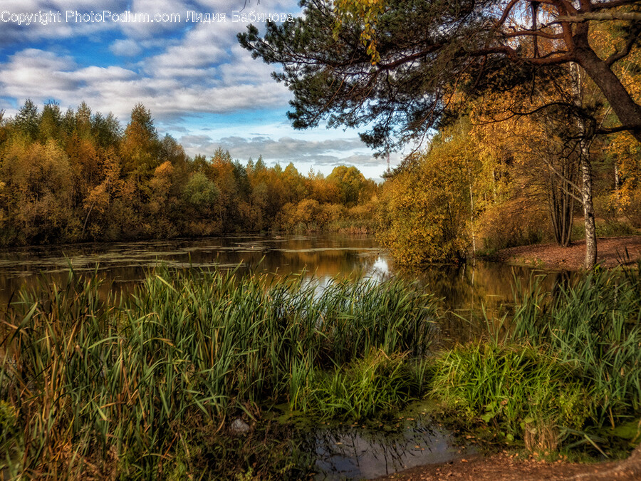 Water, Land, Nature, Outdoors, Tree