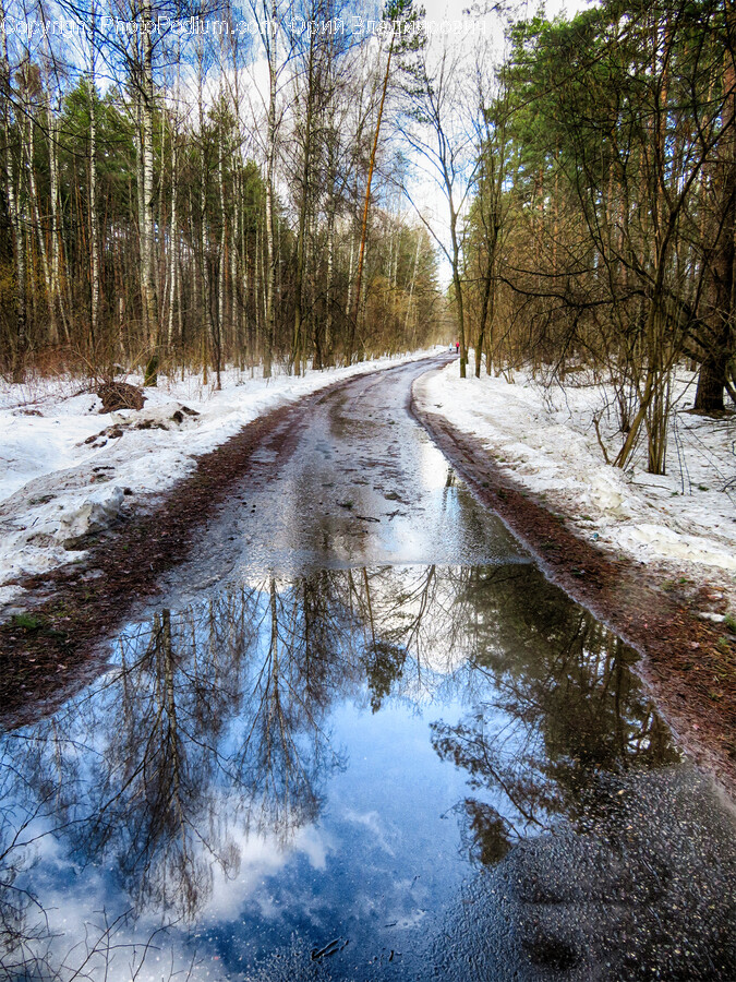 Tree, Plant, Road, Gravel, Dirt Road